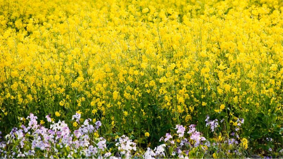 红星集体农庄,红星集体农庄门票