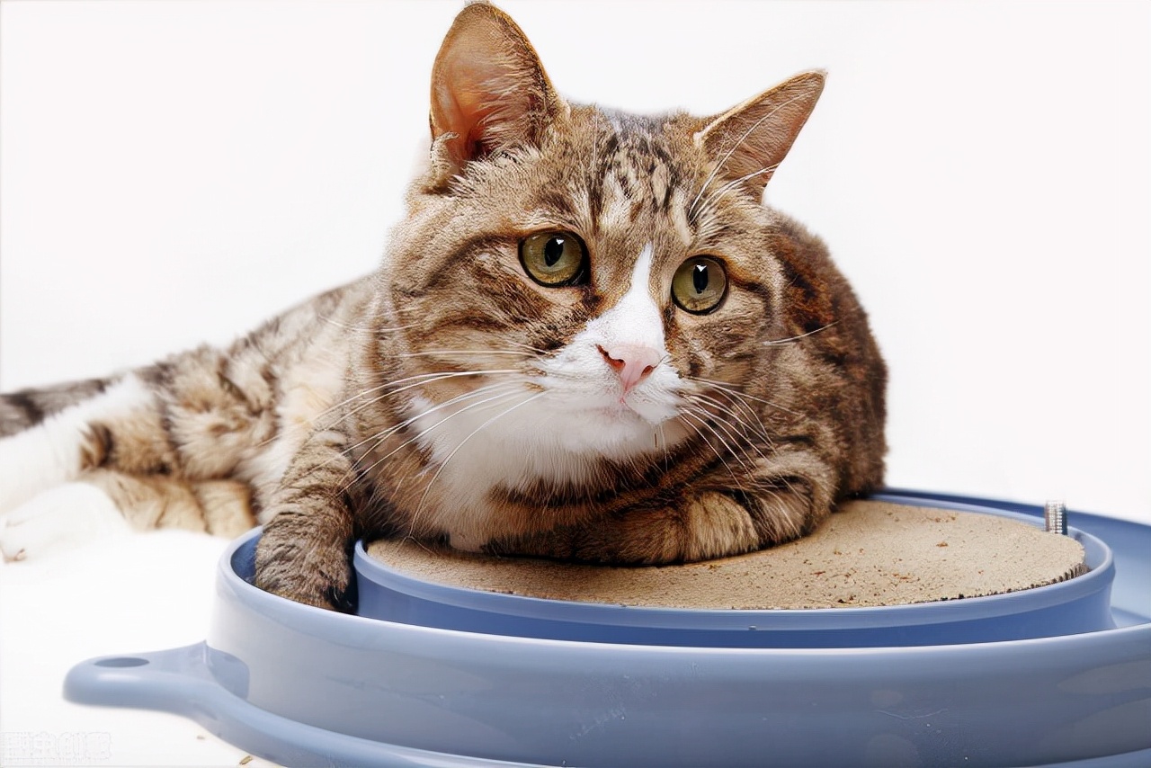 猫咪眼睛白色眼睑露出来一半,猫咪一只眼睛睁不开有白色的东西