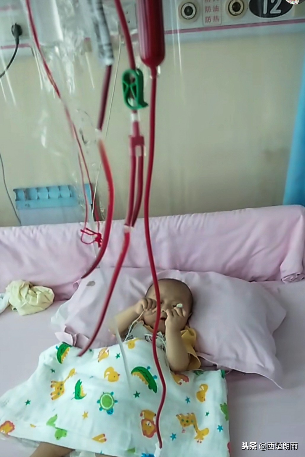 75岁老人双手磨破捉虫想“救”血癌孙，儿子泪拒：吃了会害了孩子