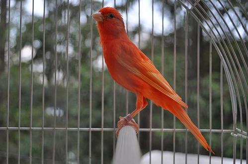 鸟儿放生抖音最火版,放生鸟最好在什么时候放生