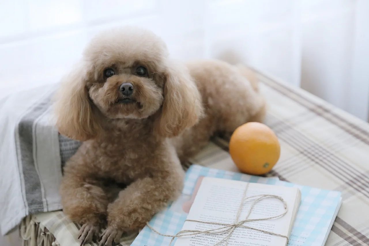 泰迪的故事与教育启示美篇,泰迪的故事与启示