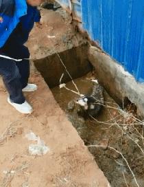 艺术狗视频,艺术狗造型