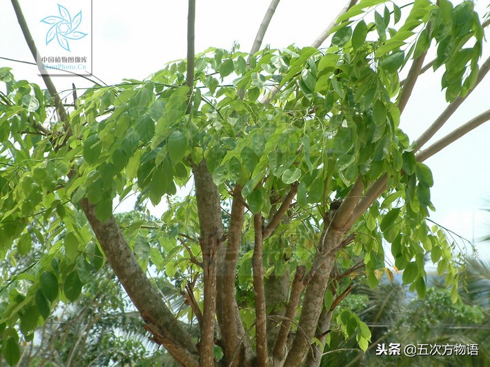 市面上的小叶紫檀盆景叫什么,花市卖的小叶紫檀是什么