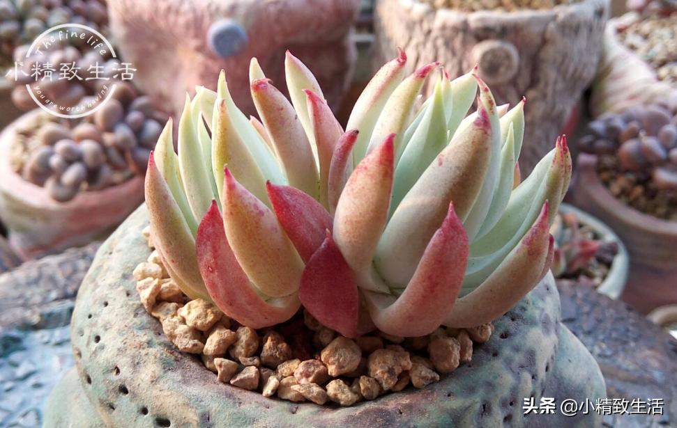 多肉夏季几度可以露养,夏天高温多肉可以露养吗