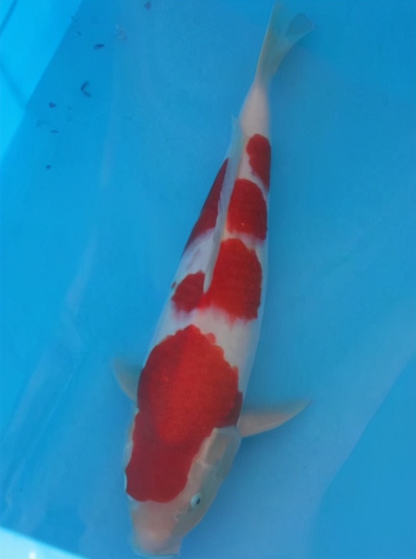 锦鲤的十三个大类名字叫什么,锦鲤十三鳞