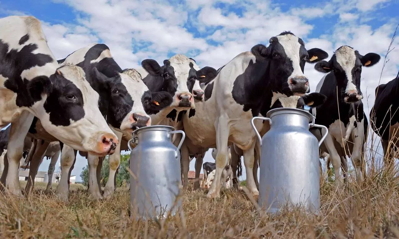 存在感低的发达国家,发达国家新西兰为什么存在感低