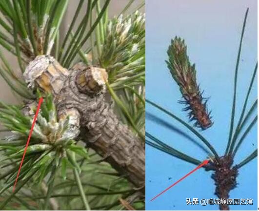 山松盆景制作方法大全,小山松盆景制作技巧