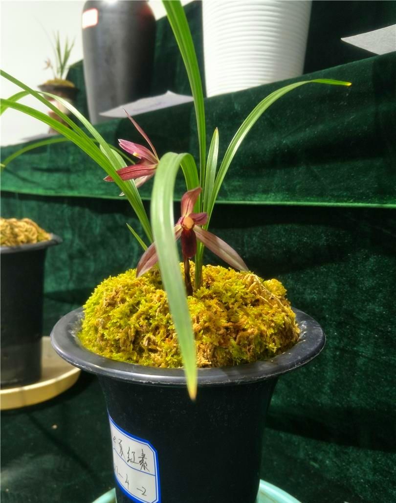 云南腾冲高黎贡山兰花,高黎贡山上的兰花