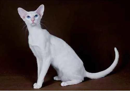 五十种可爱的猫咪,高贵的猫咪