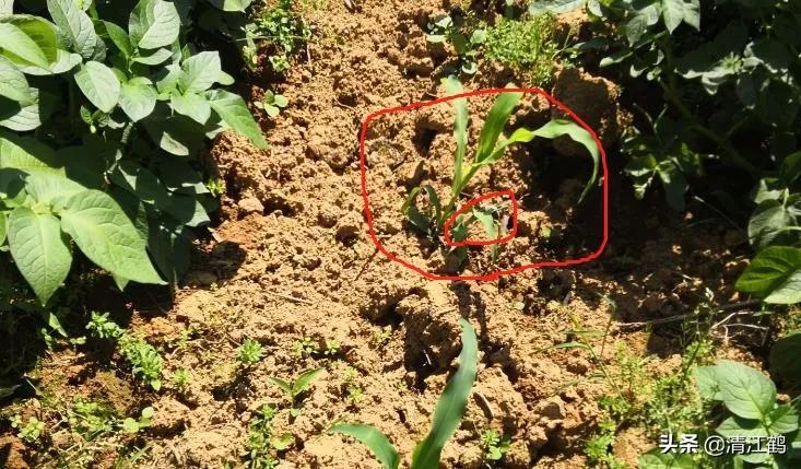 种子质量标准包括哪些,种子质量有问题造成减产怎么处理