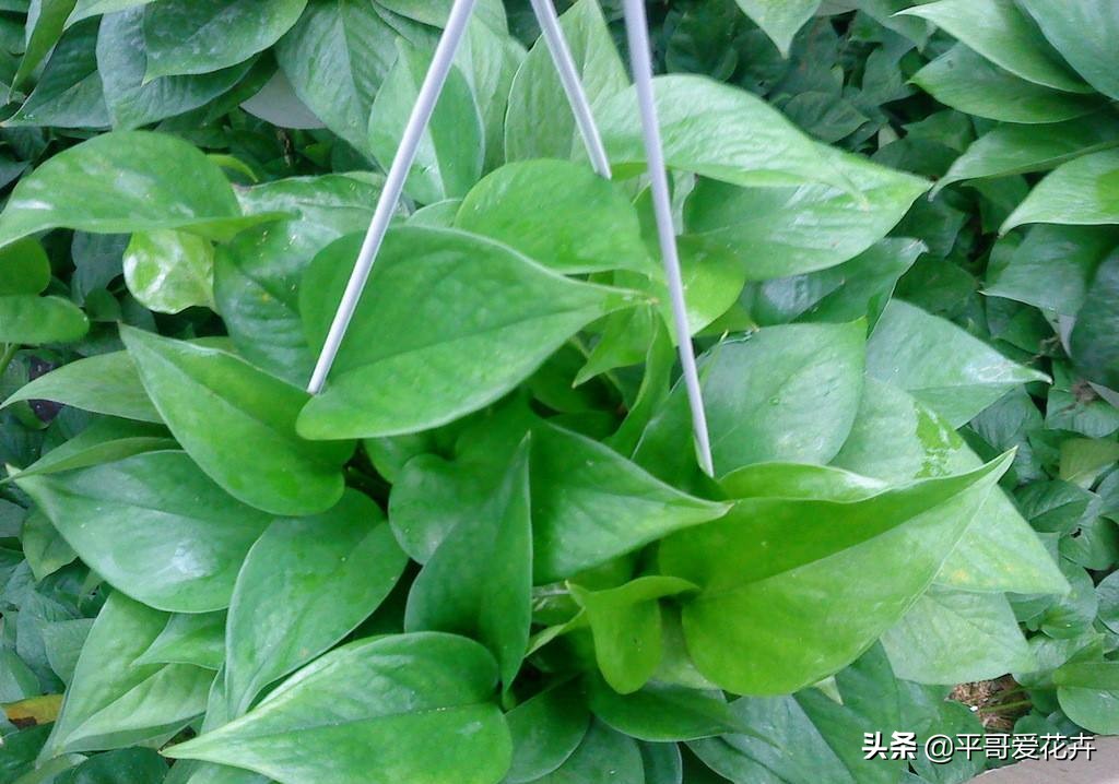 绿萝叶片发黄应该怎么治,绿萝叶片发黄是怎么回事儿