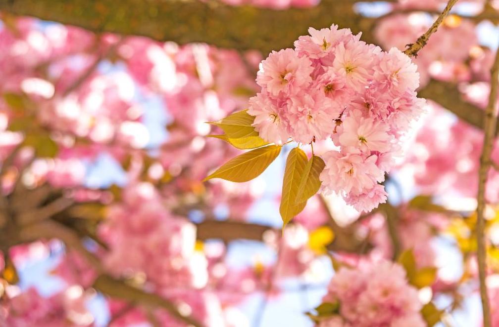 动漫中樱花的意义,日本动漫中樱花文化