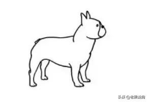 蓝法斗长大后毛色变化,国际认可纯种法斗毛色