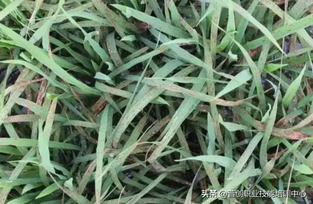 水稻黄叶打什么药最好,水稻怎么防止黄叶