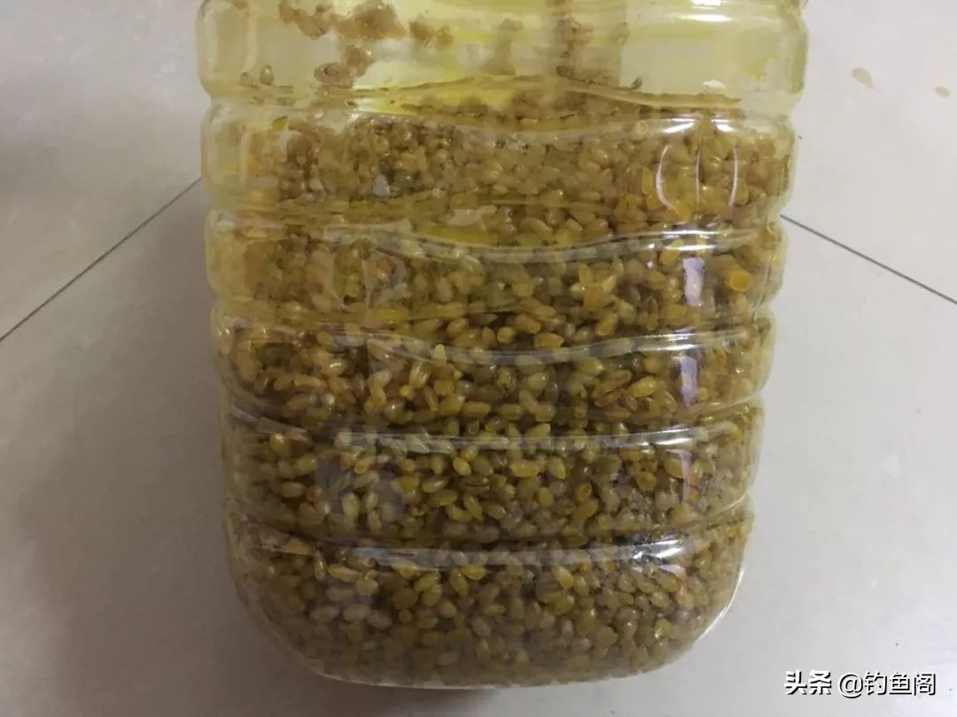 自制干小麦窝料专攻大板鲫,自制草鳊青鲫通杀窝料