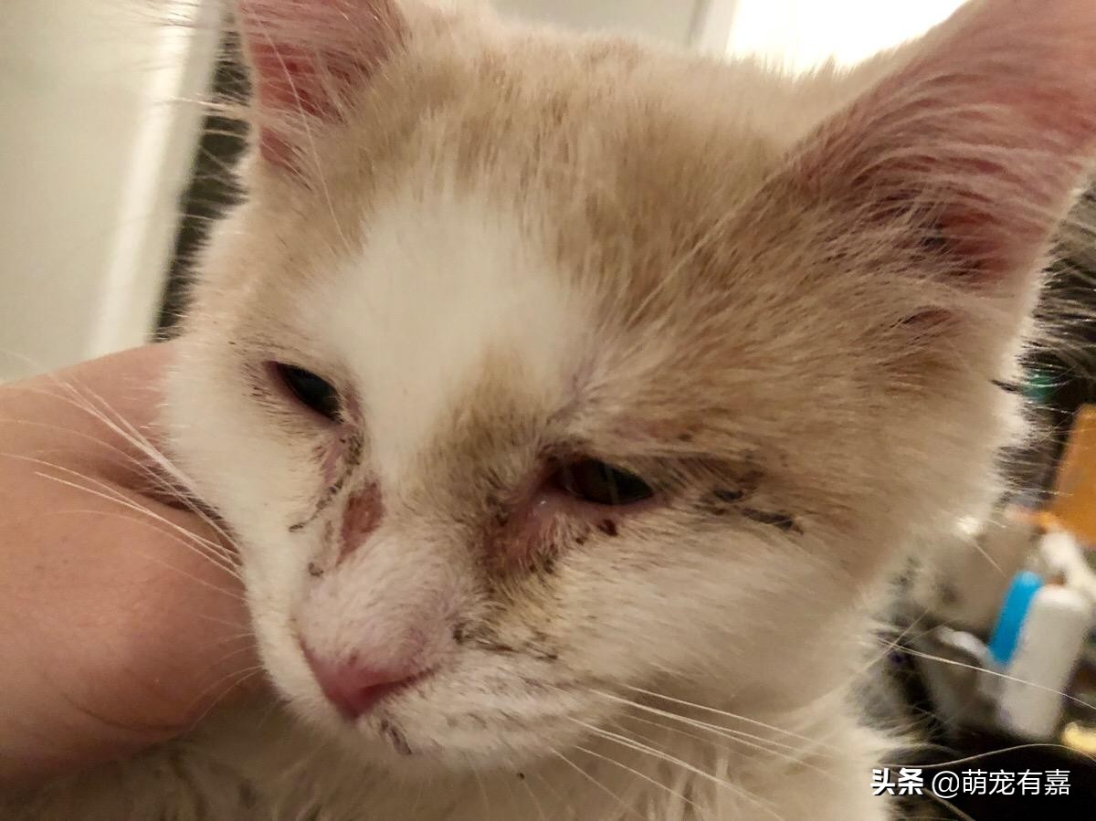 角膜炎结膜炎眼部症状,眼病结膜炎角膜炎平时要注意什么