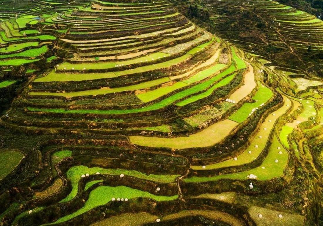 稻田主要杂草的识别与防治有哪些,稻田里有杂草先施肥后除草行吗