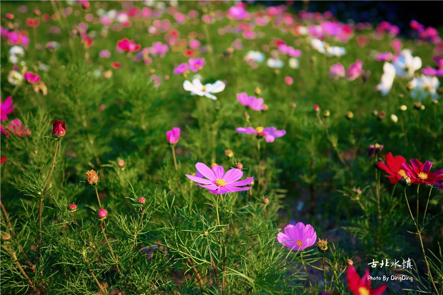 古韵水乡的古北水镇,古北水镇古镇探秘攻略