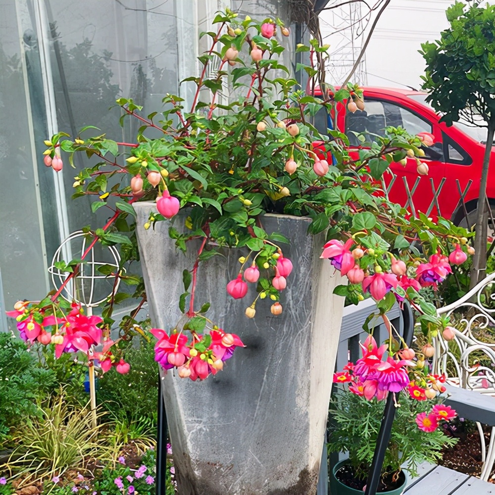 便宜的网红花有哪些图片,4种高颜值网红花