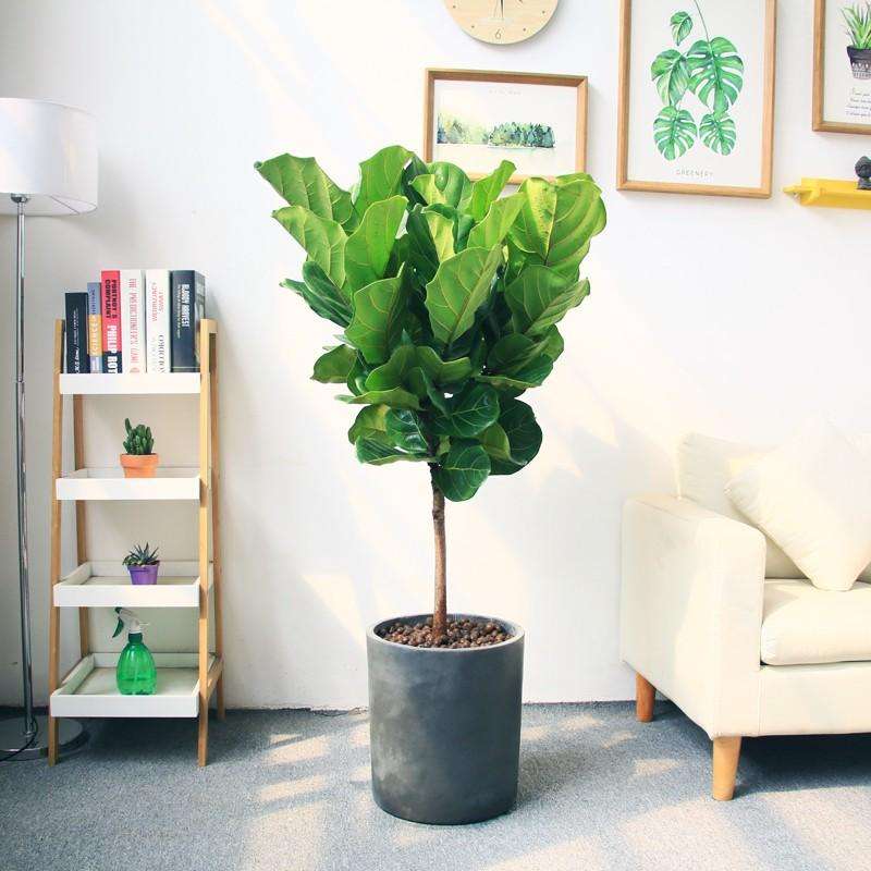 30种耐晒植物室内盆栽,十大室外盆栽最好养活的花