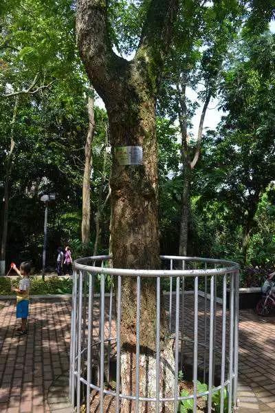 海南黄花梨油梨与糠梨纹路区分,黄花梨油梨和糠梨