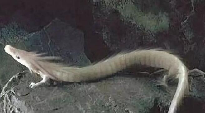 关于龙的民间故事,中国龙民间故事