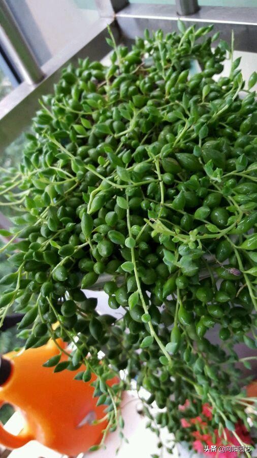 情人泪有多好养,情人泪怎么养爆盆