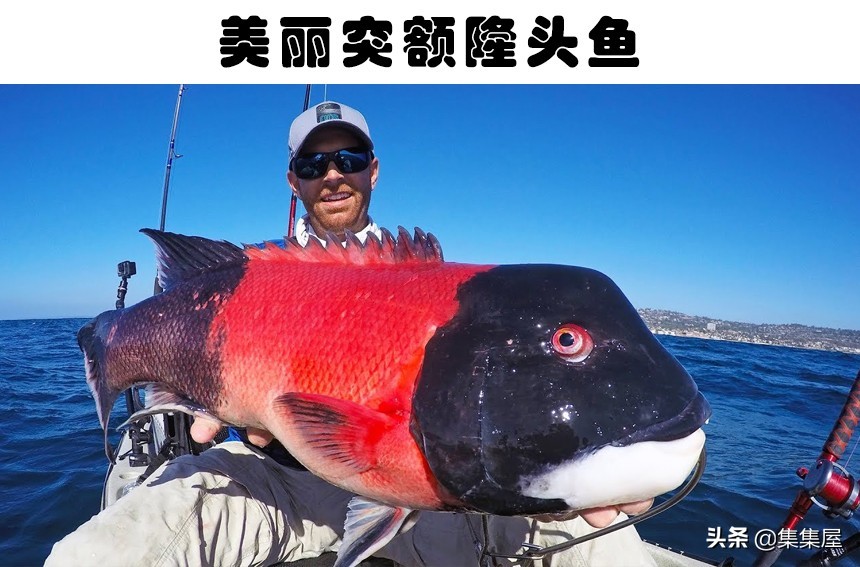 世界六种最罕见的鱼,6种奇特的鱼