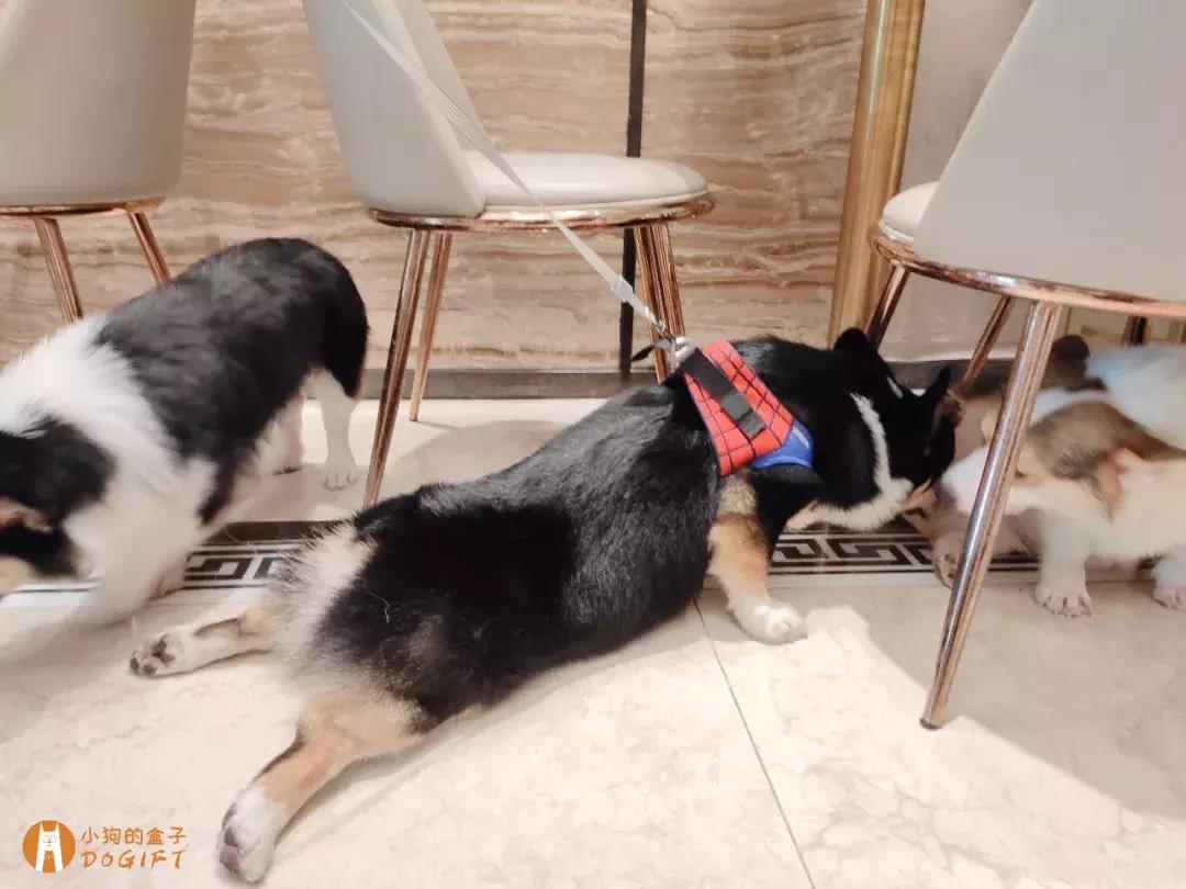 马克深圳最秀狗咖