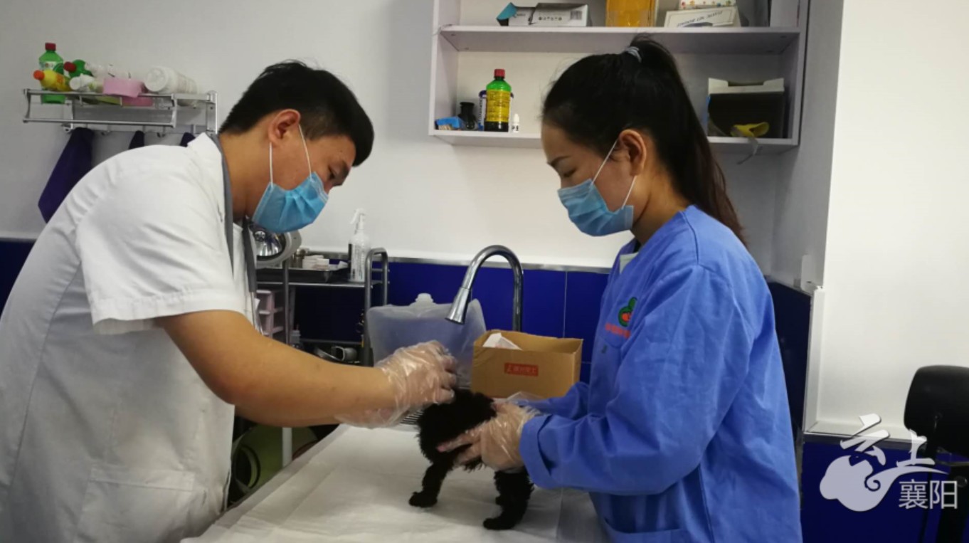 为啥狗狗打完疫苗没有抗体,襄阳办狗证狗狗没打疫苗