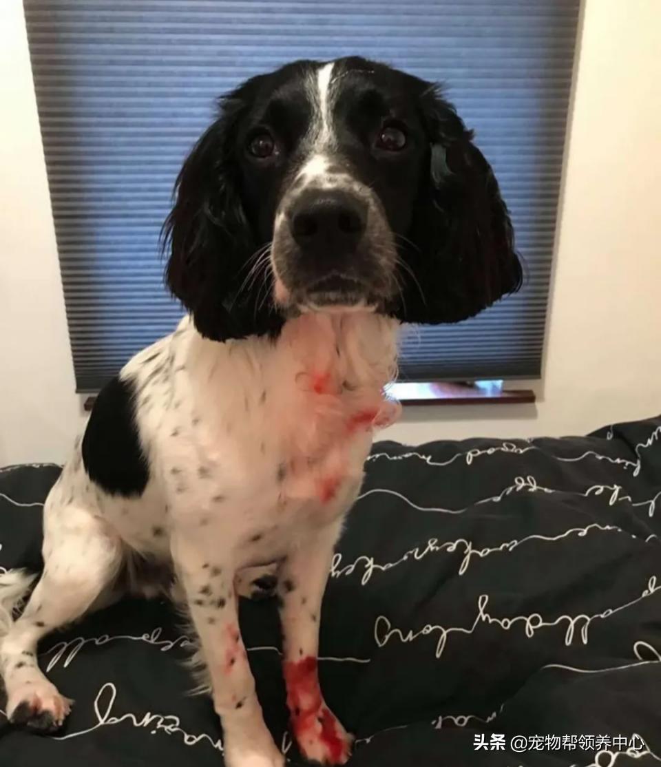 刚刚到家的狗狗身上非常脏怎么办,刚到家的狗狗发现有皮肤病