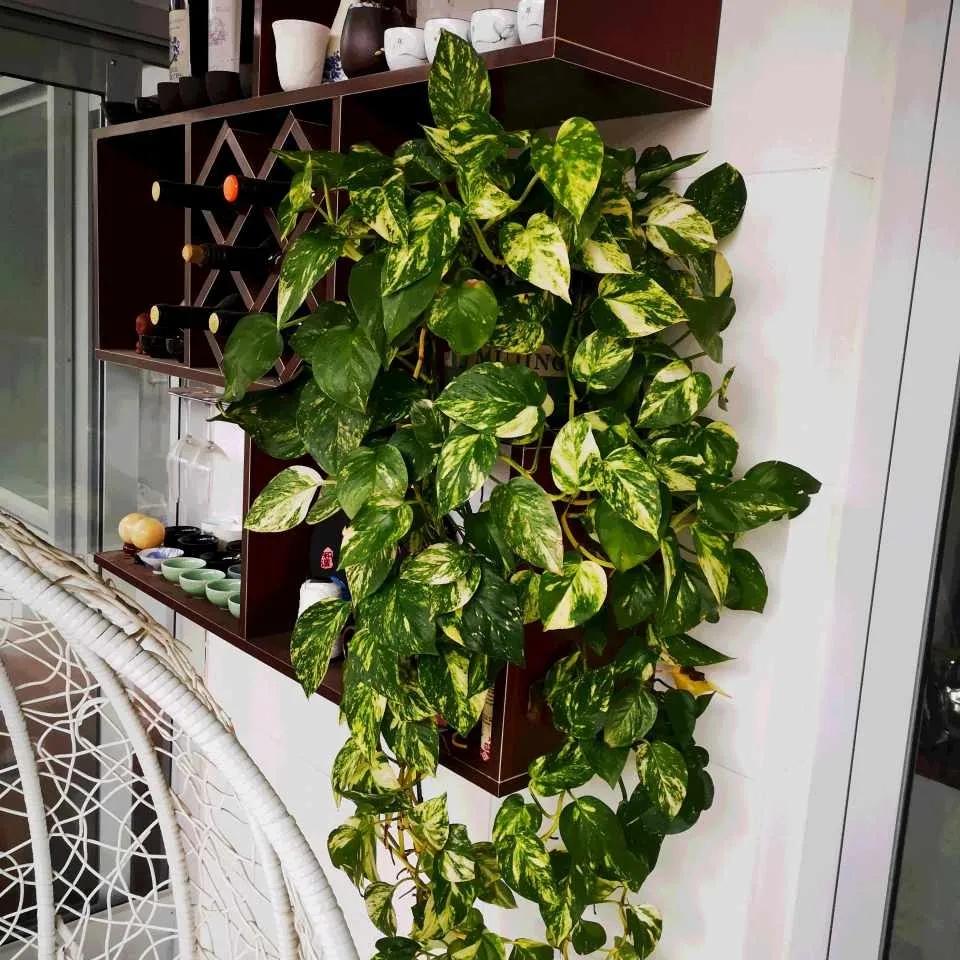 绿萝过冬方法图解大全,绿萝北方过冬妙招