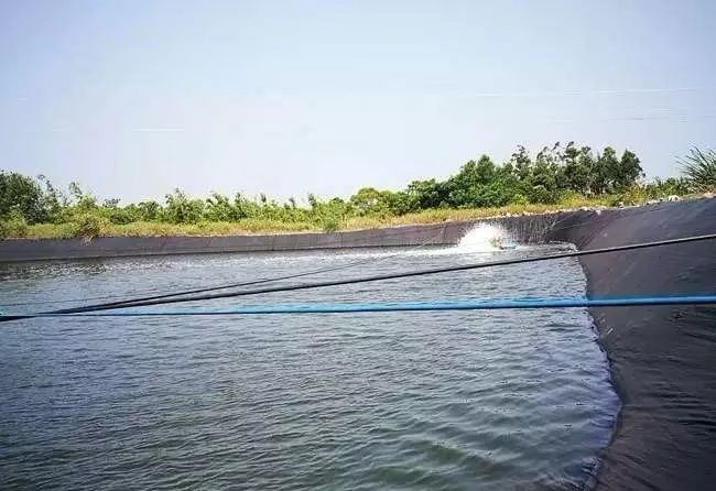 对虾红尾怎么处理,对虾应激肌肉发白怎么处理