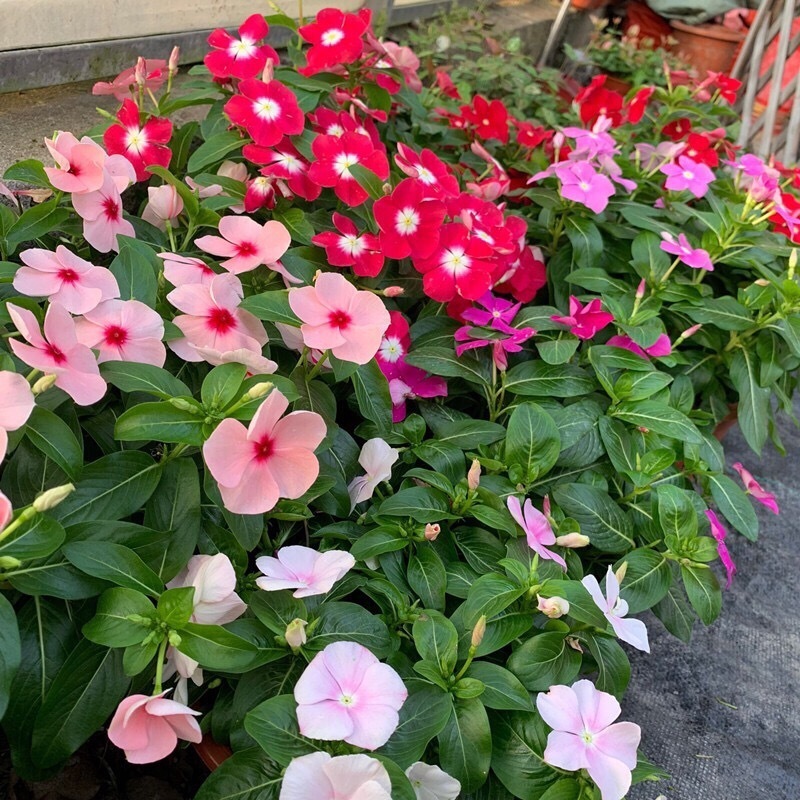 这“38种花”，当你开始收集品种时，你已入坑颇深