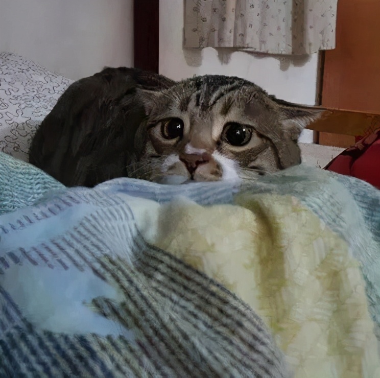 猫咪也会生气的视频,猫咪生气发怒哈气是怎么发出的