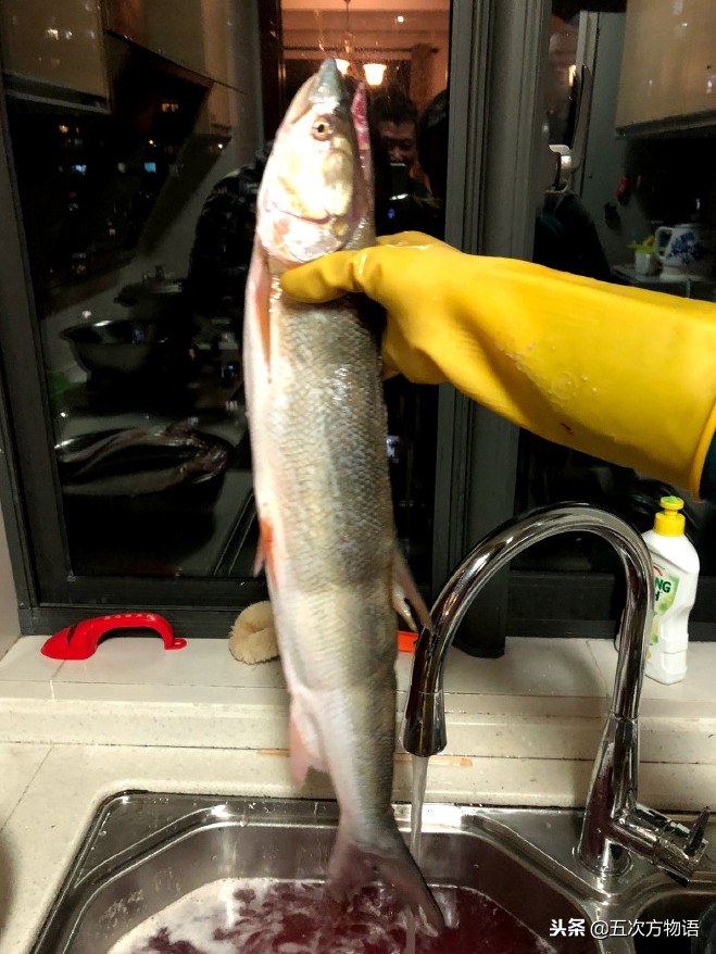 菜市场常见淡水鱼图鉴（鲤科篇）