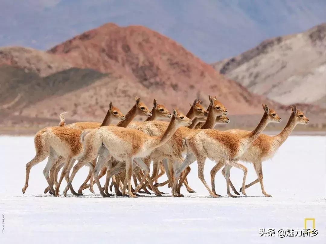 美国国家地理杂志2020摄影作品,美国国家地理杂志摄影展