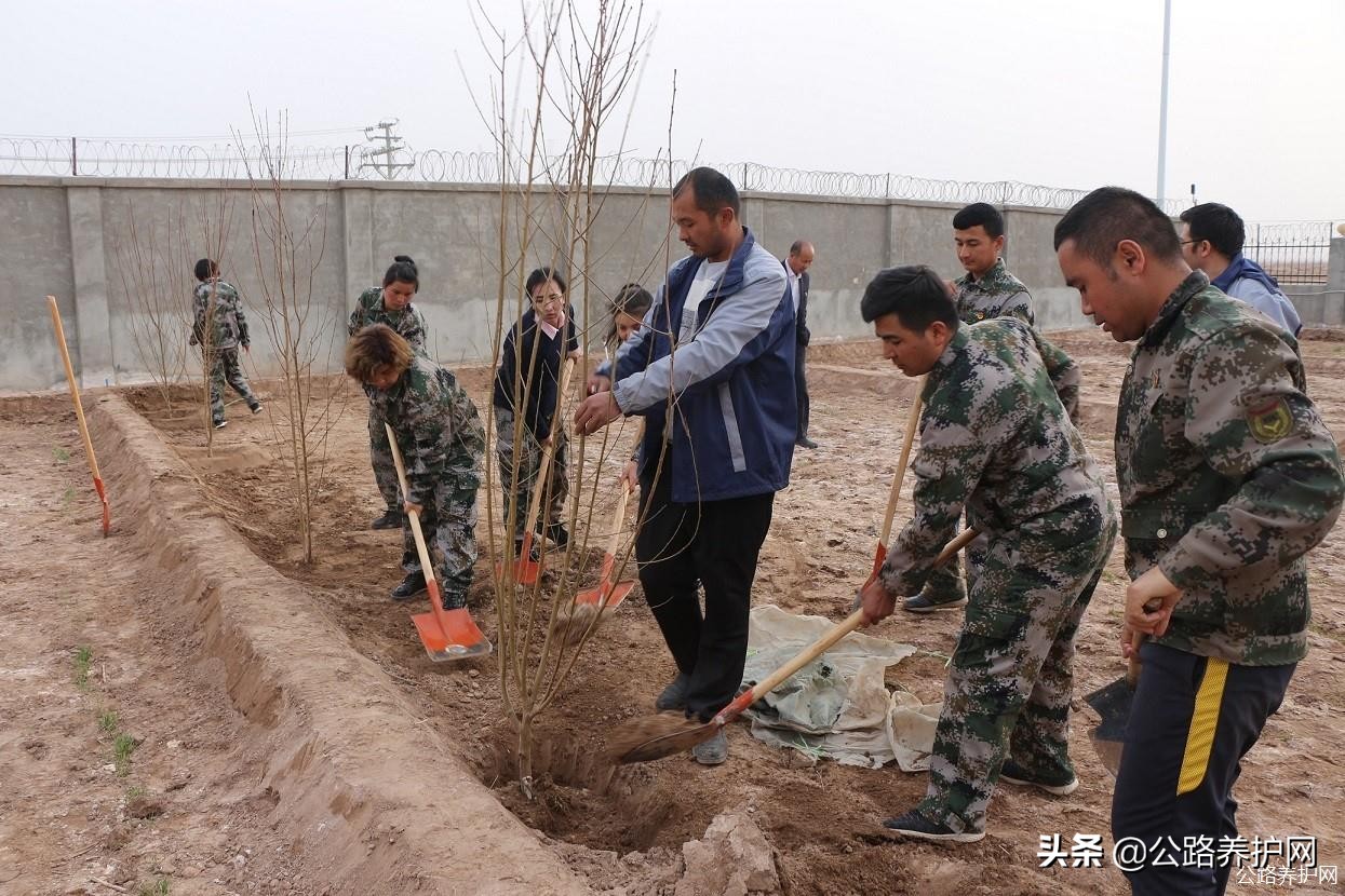 公路养护网：*疆新**喀什伽师收费站开展植树造林