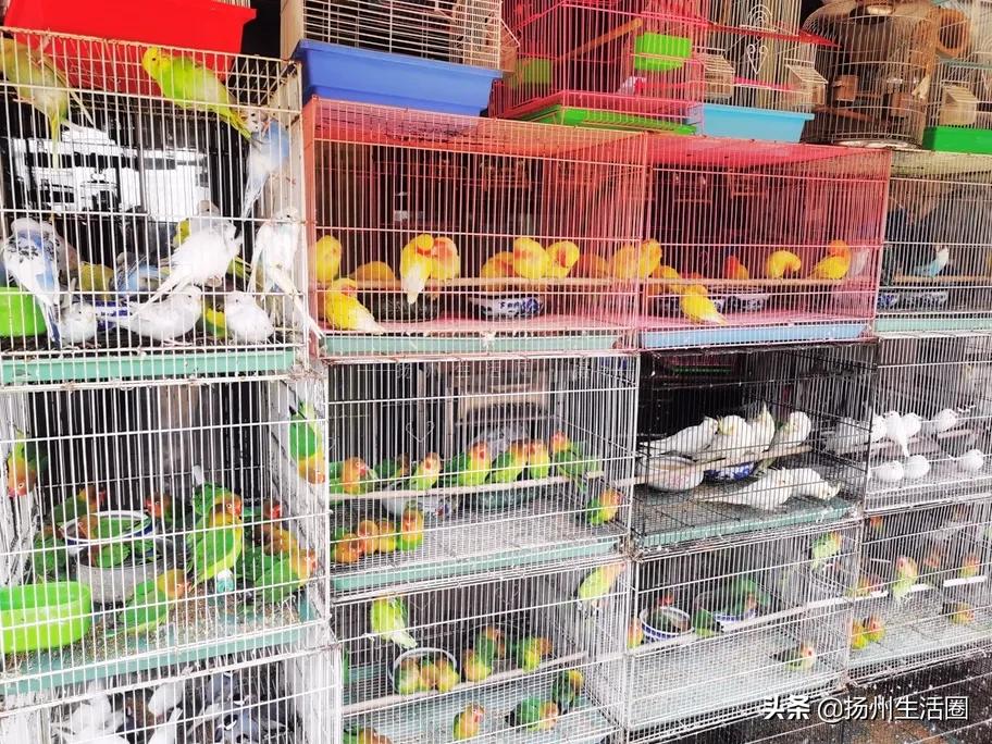 2元花盆批发,2元左右的花盆