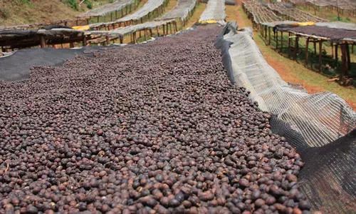 一般咖啡有哪几种咖啡,常见的十种咖啡