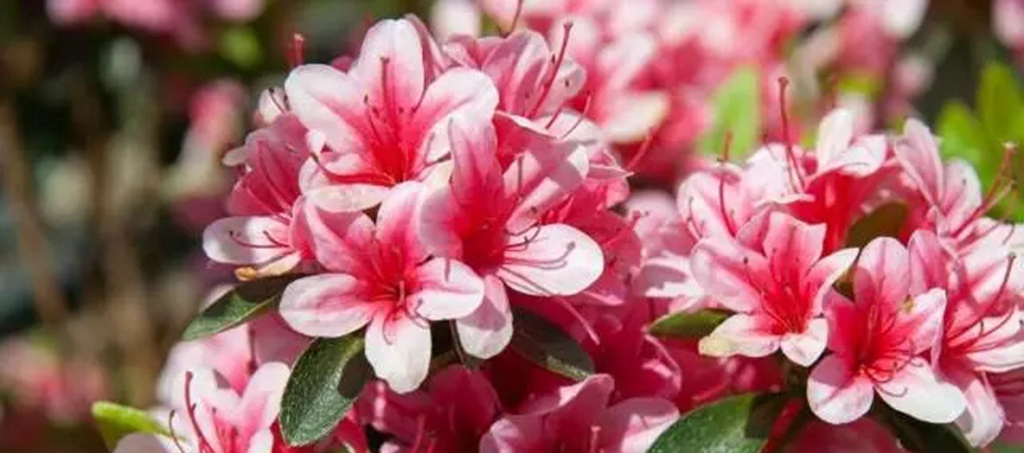 我的杜鹃花叶子发黑掉落咋办,我的杜鹃花嫩枝干枯怎样救治