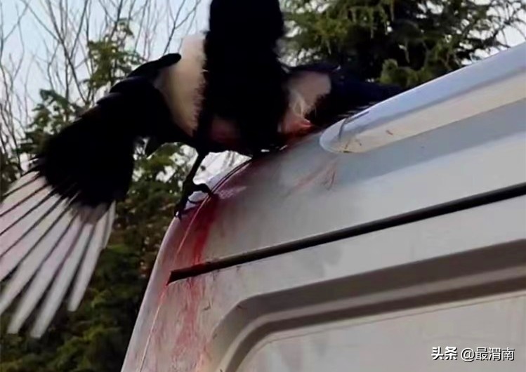 喜鹊爪子出血了,男子救喜鹊幼鸟放飞三次又飞回