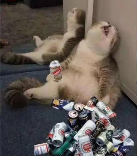 小酌怡情大饮伤身翻译,小酌怡情大酌伤身有酒就去喝