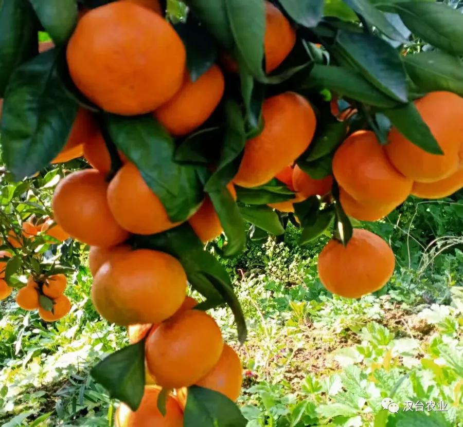 乡村振兴电商营销,乡村振兴战略电商助农