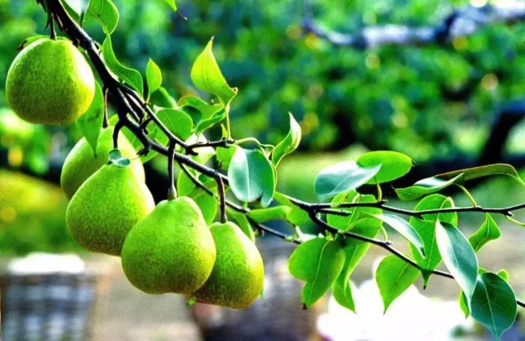 山东7月份有哪些水果可以采摘,山东10月份有什么水果可以采摘