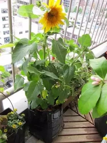 向日葵盆栽种植要晒太阳吗,向日葵盆栽能养几年