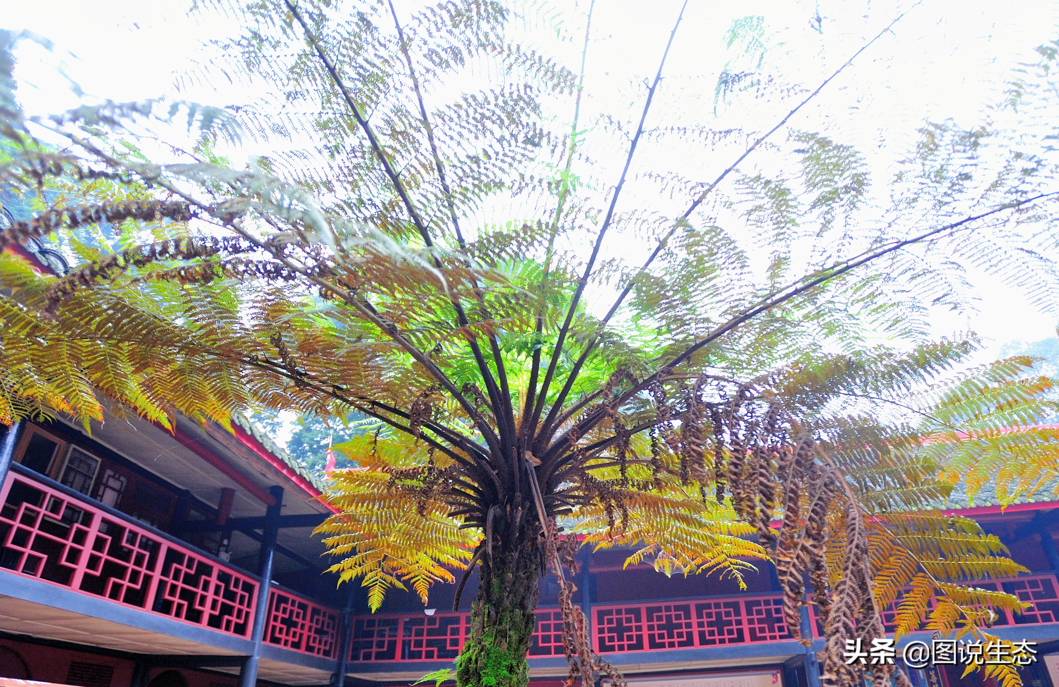 登上峨眉山金顶看风景,峨眉山日出云海佛光圣灯照片