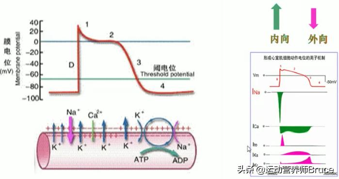 运动导致低血糖晕倒怎么自救,剧烈运动后突然晕厥是低血糖吗
