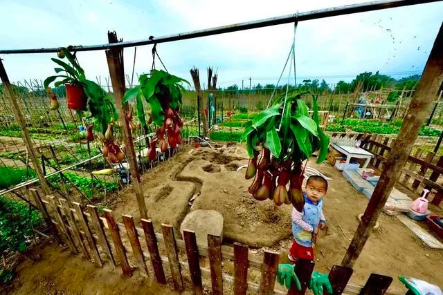 【FENG娱】永定河畔租个“私家菜园”,享受农忙乐趣,体会丰收喜悦!