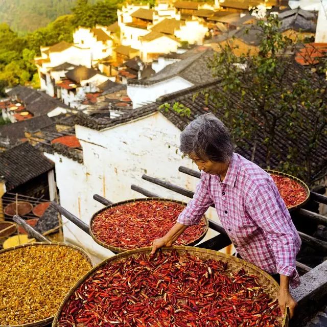 小林｜常恐秋风早，飘零君不知